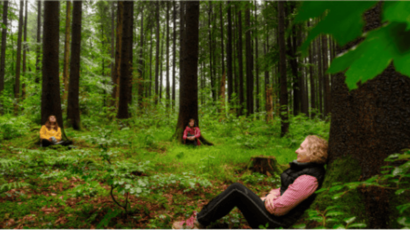 حمام جنگل: سنت ژاپنی برای هماهنگی با طبیعت