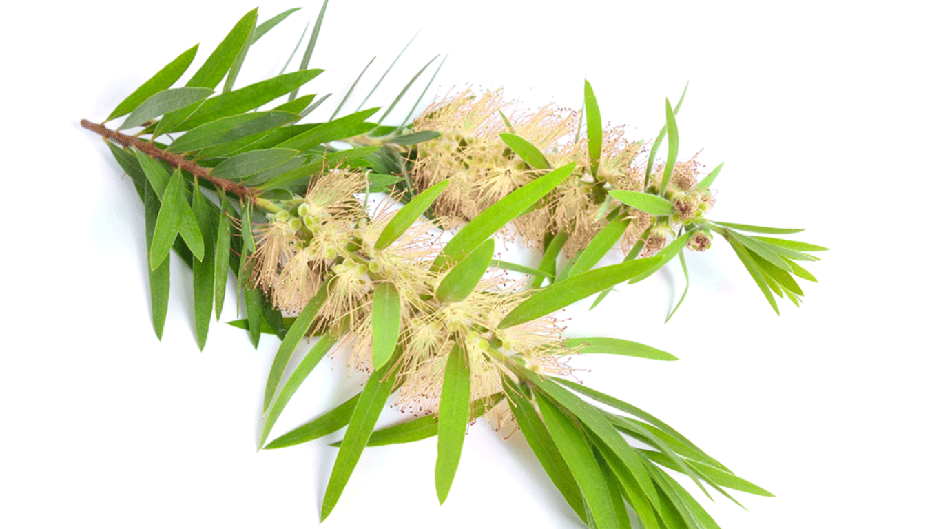 روغن درخت چای؛ ایده‌آل برای آرامش و زیبایی پوست مراجعه‌کنندگان به اسپا